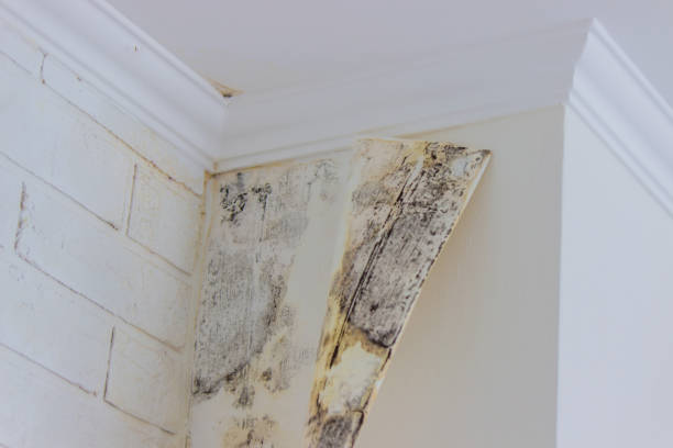 Mold Documentation for Insurance Claims in Edgewood, MD